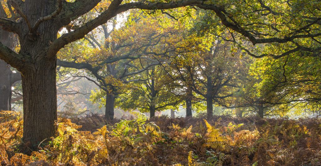 Autum Forest The Forest Press 